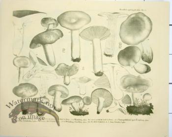 Mushroom Atlas 53